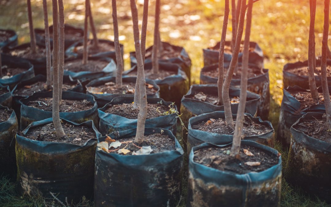 Votre imprimerie agit pour la forêt avec REFOREST’ACTION
